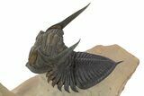 Flying Zlichovaspis Trilobite With Small Crotalocephalina #339954-5